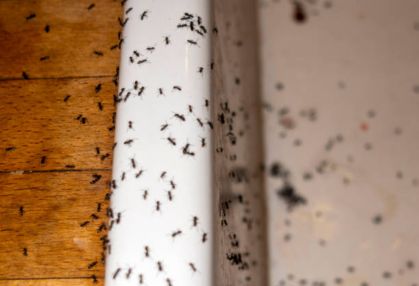 Best Insect Control  in Glenwood, GA