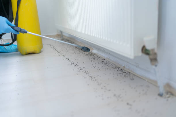 Wasp Removal Services in Glenwood, GA